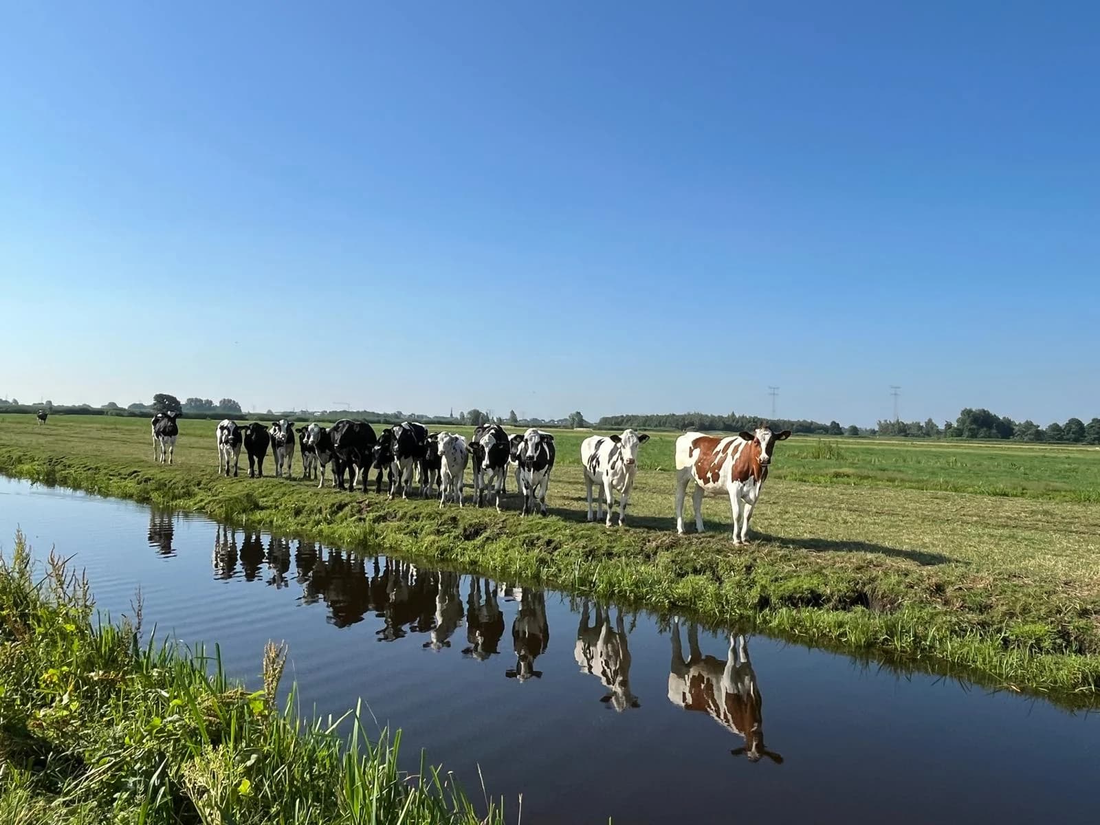 De koeien van de familie Van Zuijlen langs de sloot in de wei