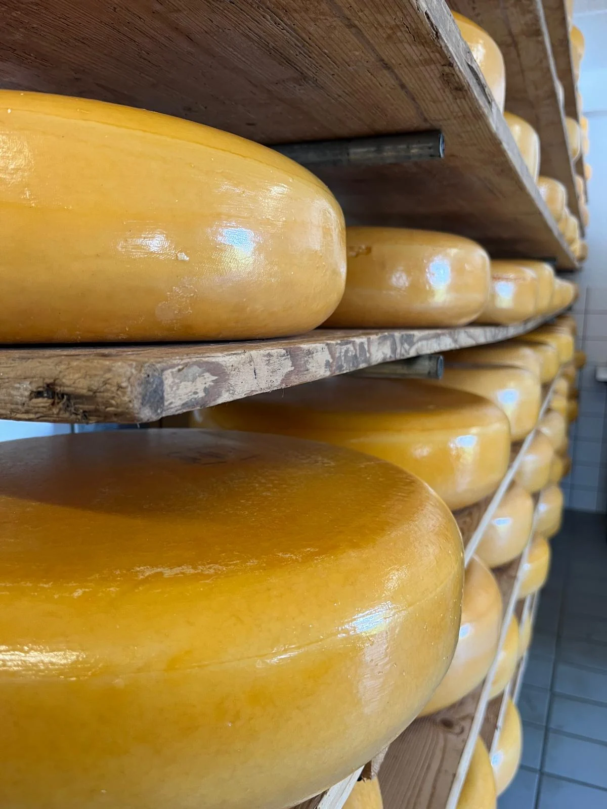 Grote rauwmelkse boerenkazen op houten rijpingsplanken