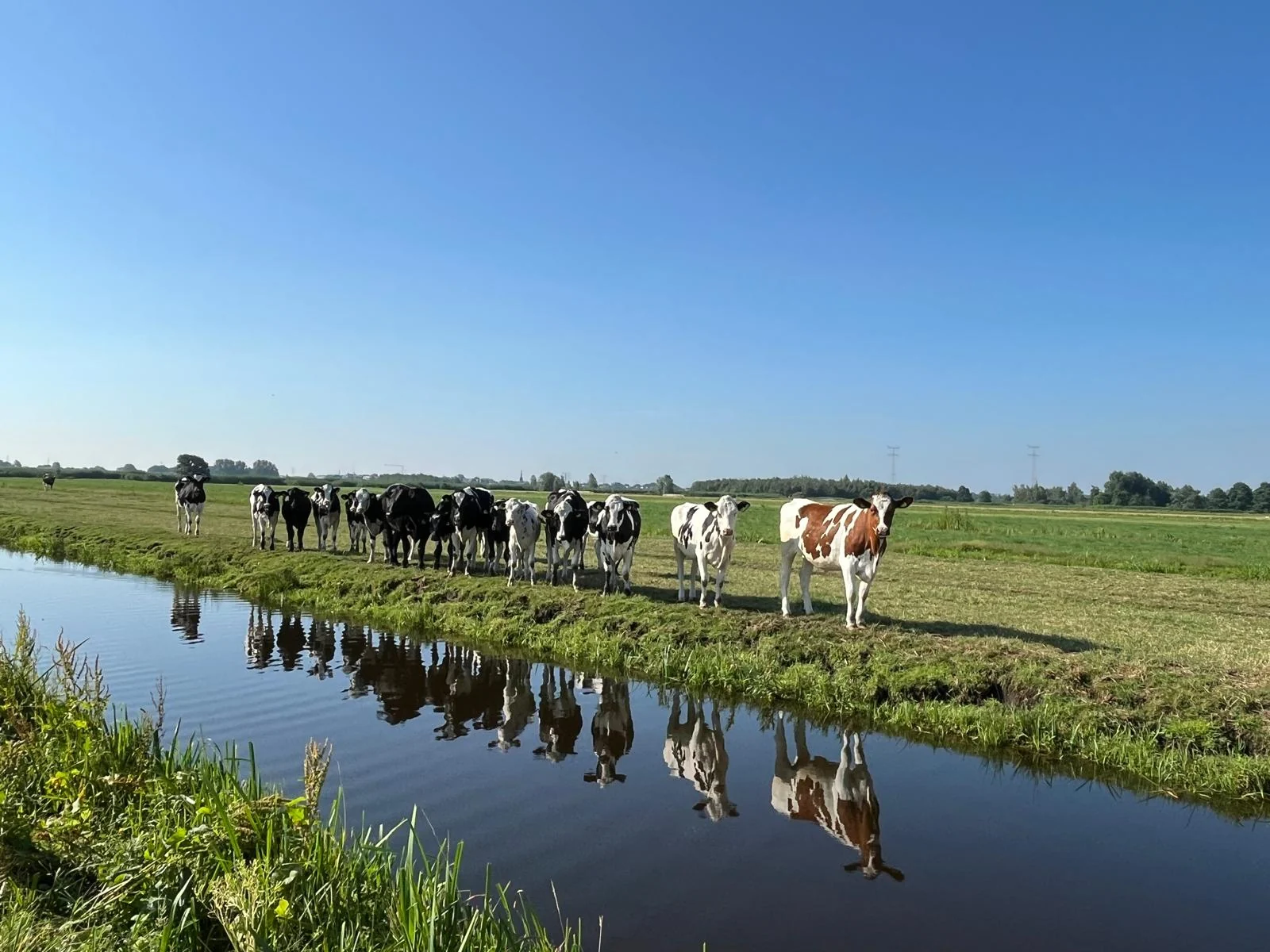 Koeien van de familie Van Zuijlen langs de sloot in het weiland